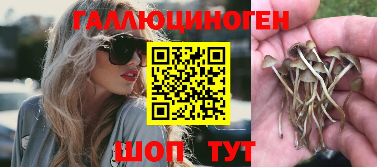 Псилоцибиновые грибы мицелий  Псилоцибиновые грибы прущие грибы  как найти наркотики  Курчалой  Вход с VPN 